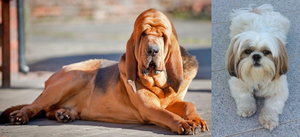 Shih Tzu vs Bloodhound - Breed Comparison