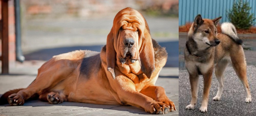 Shikoku vs Bloodhound - Breed Comparison
