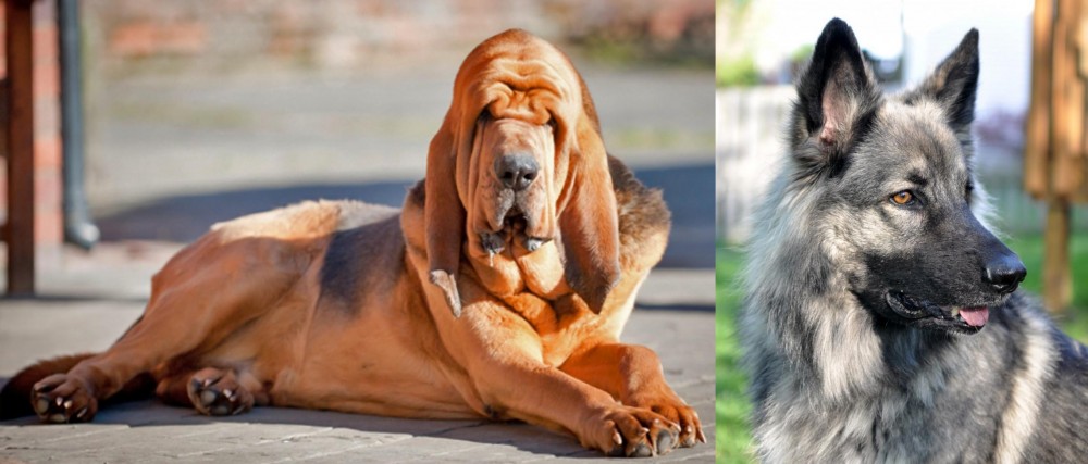 Shiloh Shepherd vs Bloodhound - Breed Comparison