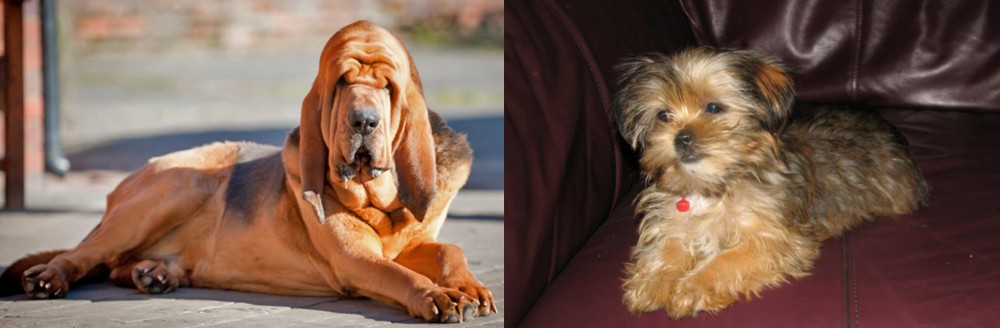 Shorkie vs Bloodhound - Breed Comparison