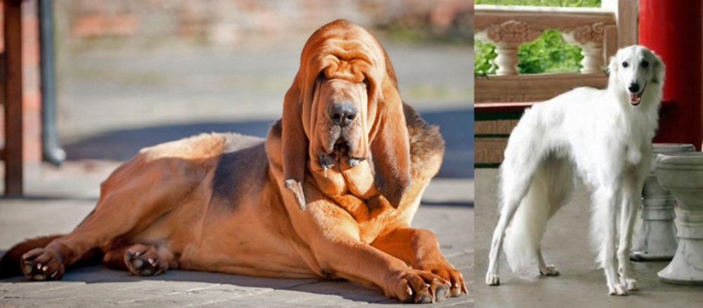 Silken Windhound vs Bloodhound - Breed Comparison