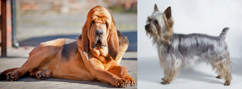 Silky Terrier vs Bloodhound - Breed Comparison