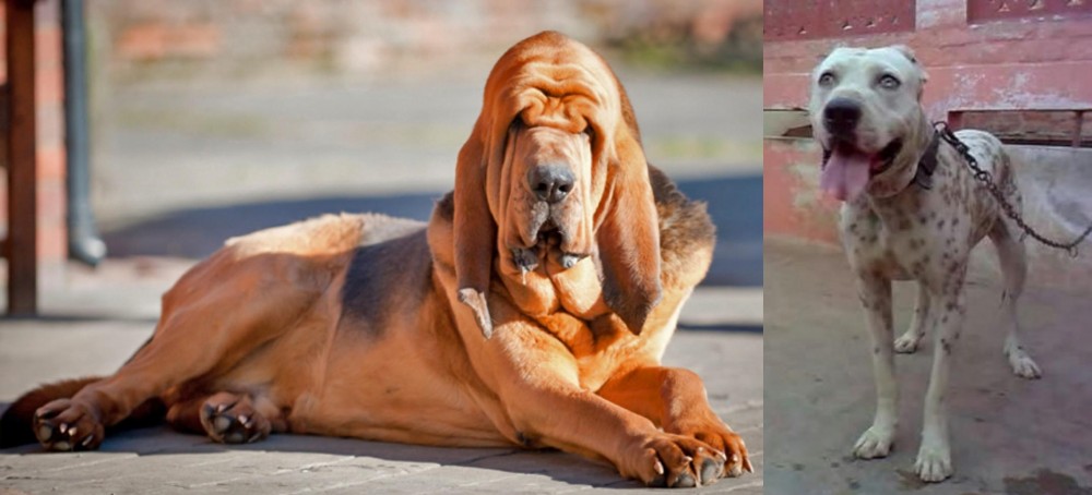 Sindh Mastiff vs Bloodhound - Breed Comparison