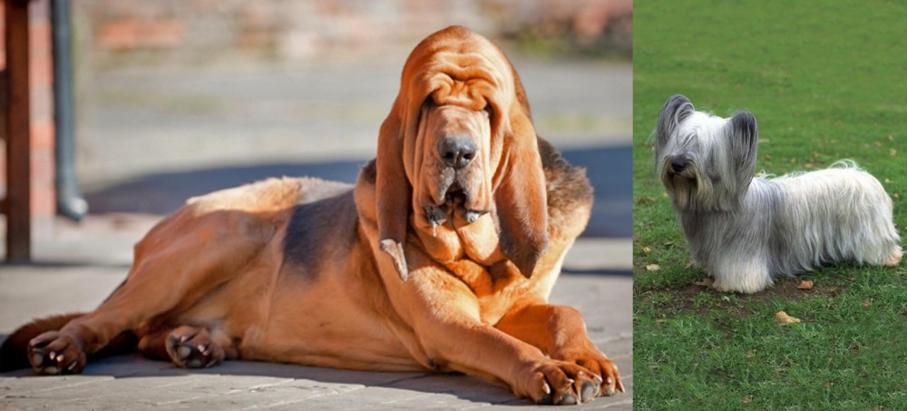 Skye Terrier vs Bloodhound - Breed Comparison