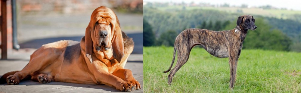 Sloughi vs Bloodhound - Breed Comparison