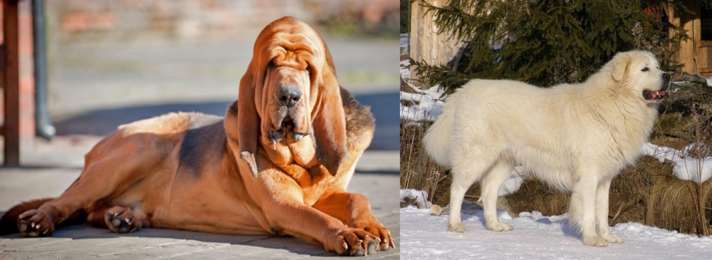 Slovak Cuvac vs Bloodhound - Breed Comparison