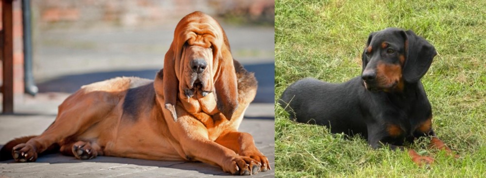 Slovakian Hound vs Bloodhound - Breed Comparison