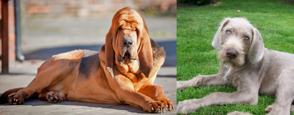 Slovakian Rough Haired Pointer vs Bloodhound - Breed Comparison