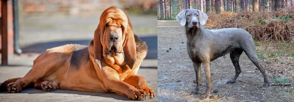 Slovensky Hrubosrsty Stavac vs Bloodhound - Breed Comparison