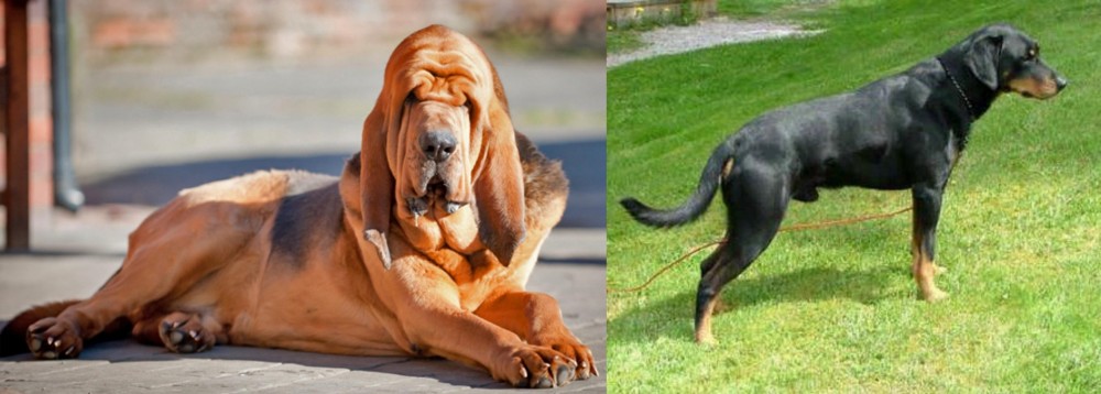 Smalandsstovare vs Bloodhound - Breed Comparison
