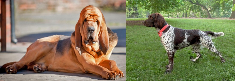 Small Munsterlander vs Bloodhound - Breed Comparison