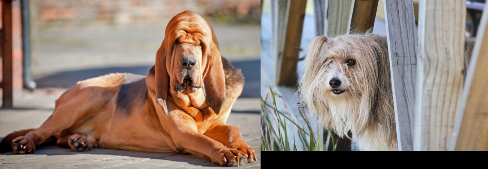 Smithfield vs Bloodhound - Breed Comparison
