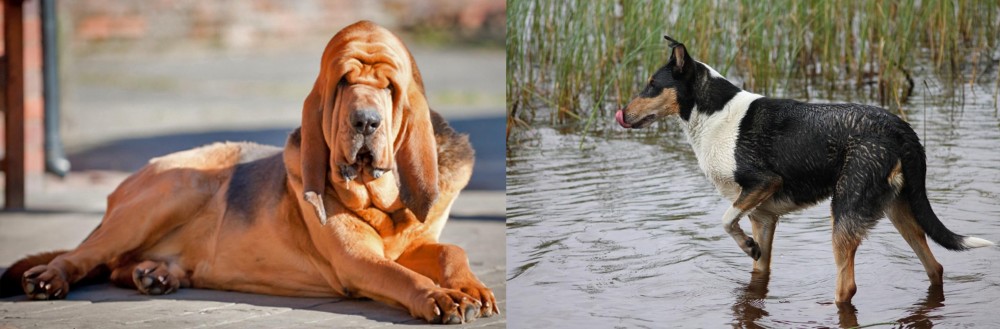 Smooth Collie vs Bloodhound - Breed Comparison
