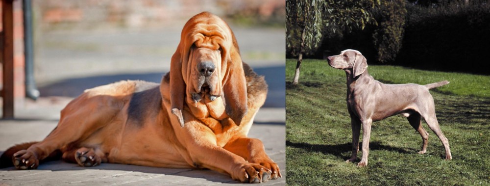 Smooth Haired Weimaraner vs Bloodhound - Breed Comparison