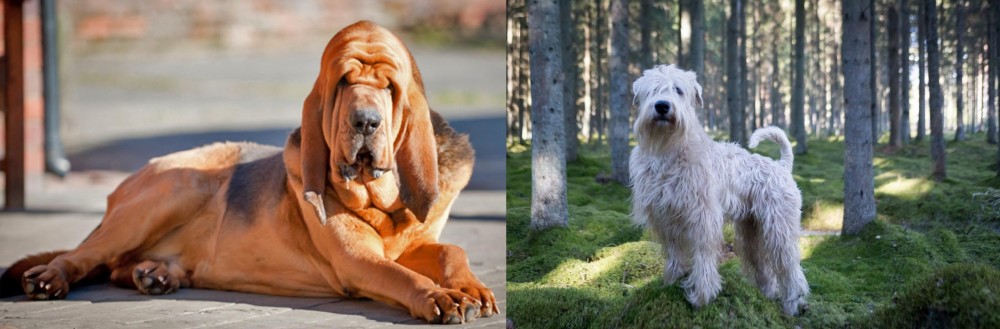 Soft-Coated Wheaten Terrier vs Bloodhound - Breed Comparison