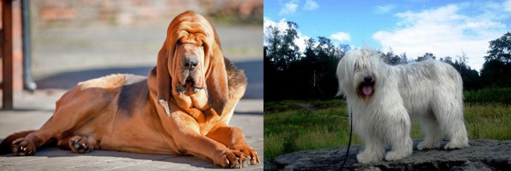 South Russian Ovcharka vs Bloodhound - Breed Comparison