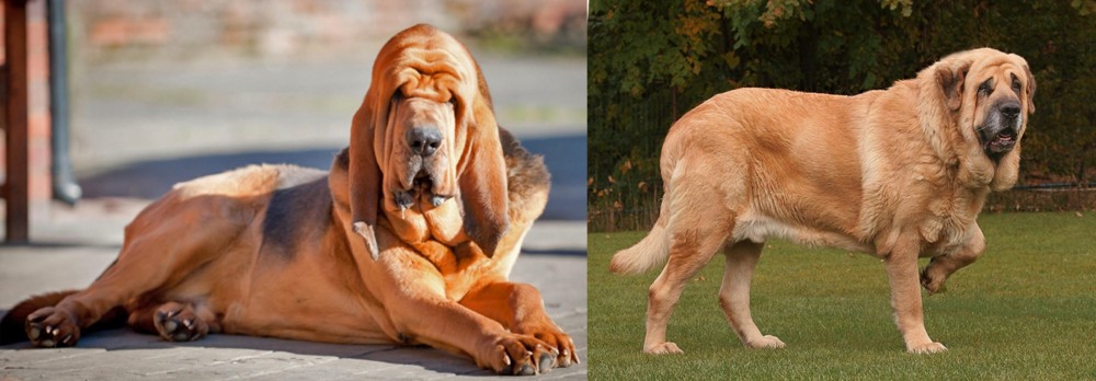 Spanish Mastiff vs Bloodhound - Breed Comparison