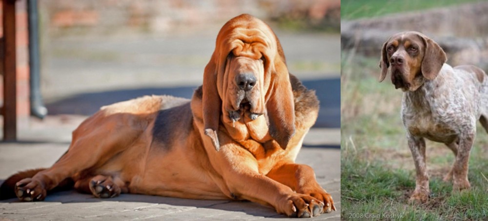 Spanish Pointer vs Bloodhound - Breed Comparison