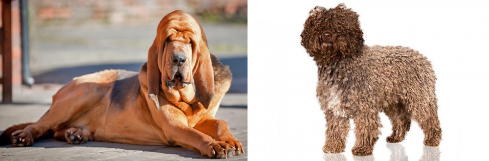 Spanish Water Dog vs Bloodhound - Breed Comparison
