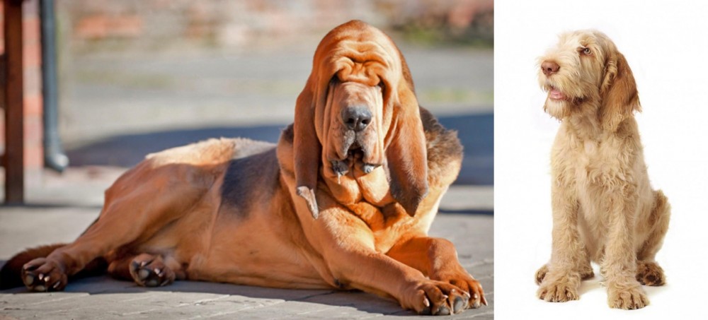 Spinone Italiano vs Bloodhound - Breed Comparison