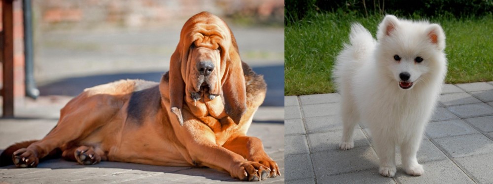 Spitz vs Bloodhound - Breed Comparison