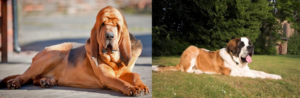 St. Bernard vs Bloodhound - Breed Comparison