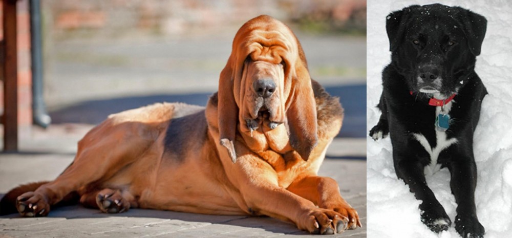 St. John's Water Dog vs Bloodhound - Breed Comparison