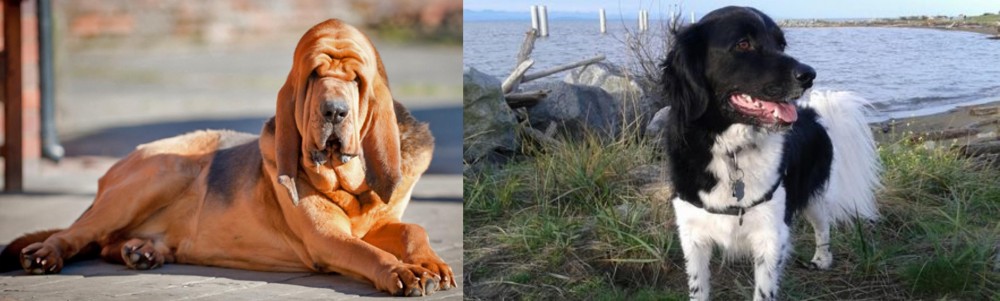 Stabyhoun vs Bloodhound - Breed Comparison