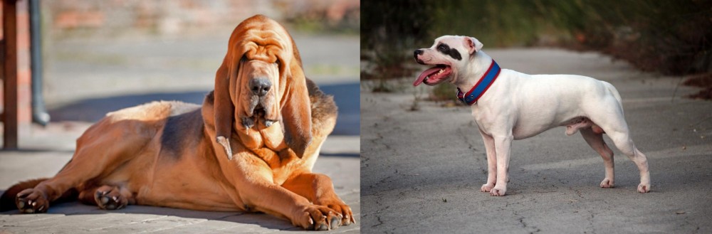 Staffordshire Bull Terrier vs Bloodhound - Breed Comparison