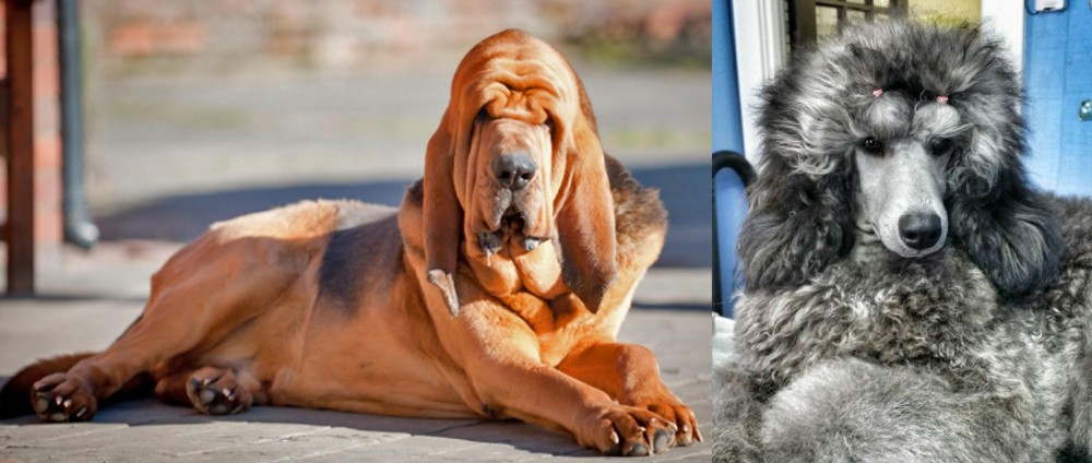 Standard Poodle vs Bloodhound - Breed Comparison