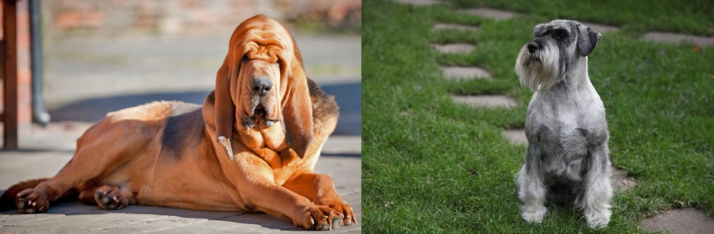 Standard Schnauzer vs Bloodhound - Breed Comparison