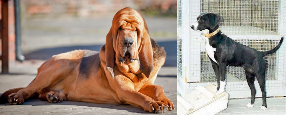 Stephens Stock vs Bloodhound - Breed Comparison