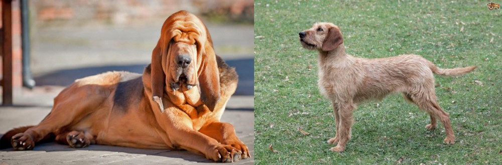 Styrian Coarse Haired Hound vs Bloodhound - Breed Comparison