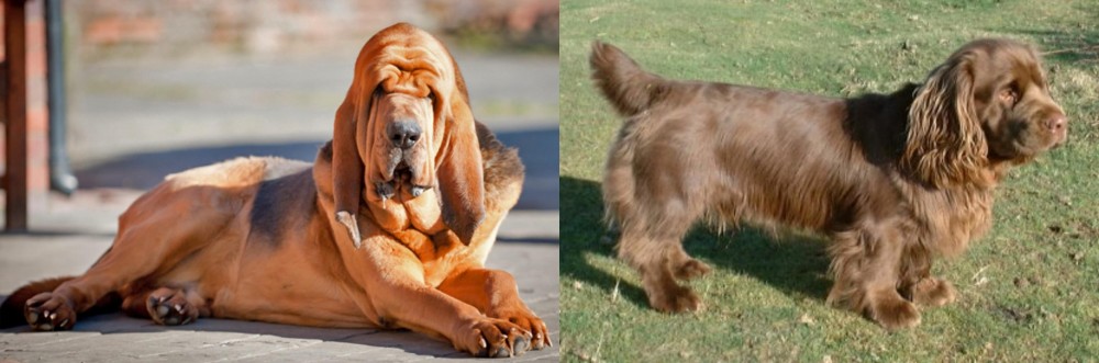 Sussex Spaniel vs Bloodhound - Breed Comparison