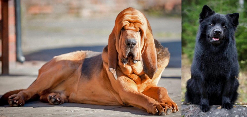 Swedish Lapphund vs Bloodhound - Breed Comparison