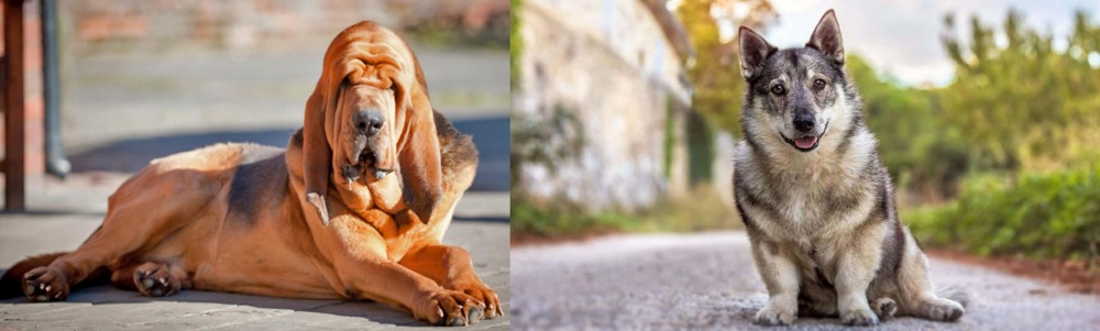 Swedish Vallhund vs Bloodhound - Breed Comparison