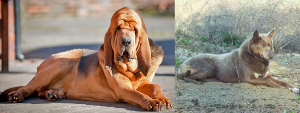 Tahltan Bear Dog vs Bloodhound - Breed Comparison
