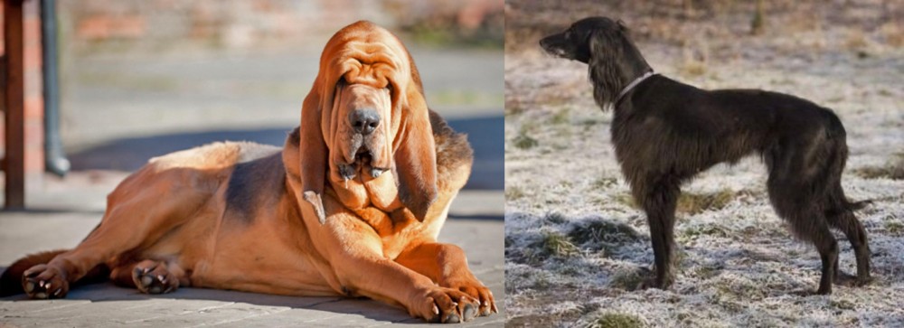 Taigan vs Bloodhound - Breed Comparison