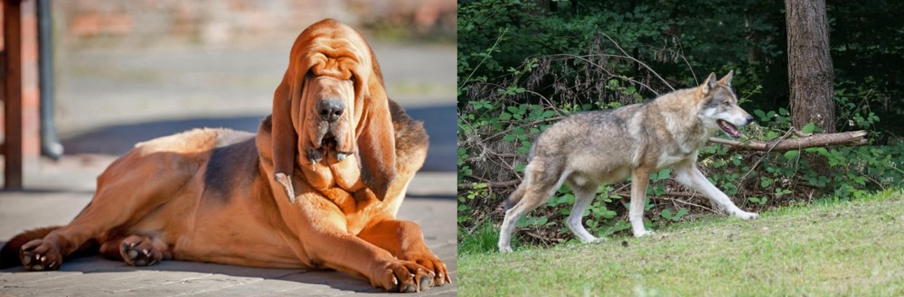 Tamaskan vs Bloodhound - Breed Comparison