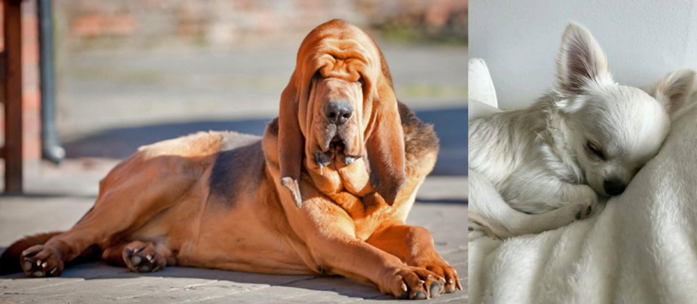Tea Cup Chihuahua vs Bloodhound - Breed Comparison