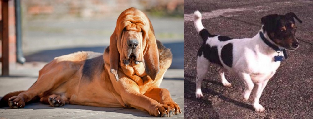 Teddy Roosevelt Terrier vs Bloodhound - Breed Comparison