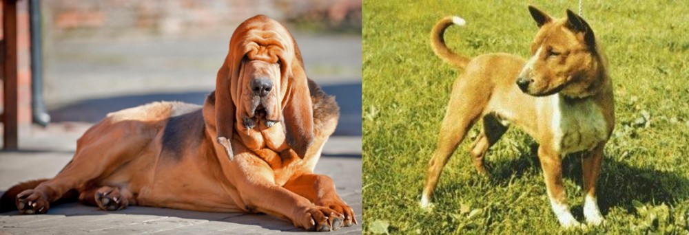 Telomian vs Bloodhound - Breed Comparison