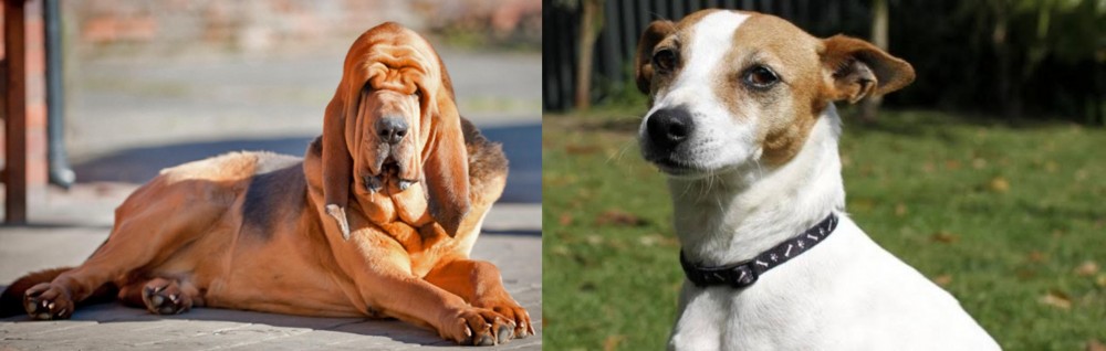 Tenterfield Terrier vs Bloodhound - Breed Comparison