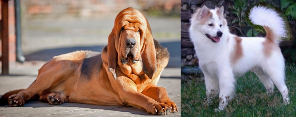 Thai Bangkaew vs Bloodhound - Breed Comparison