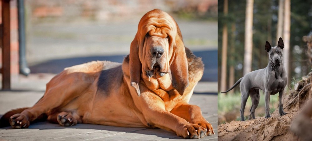 Thai Ridgeback vs Bloodhound - Breed Comparison