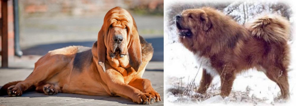 Tibetan Kyi Apso vs Bloodhound - Breed Comparison