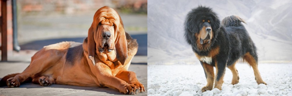 Tibetan Mastiff vs Bloodhound - Breed Comparison