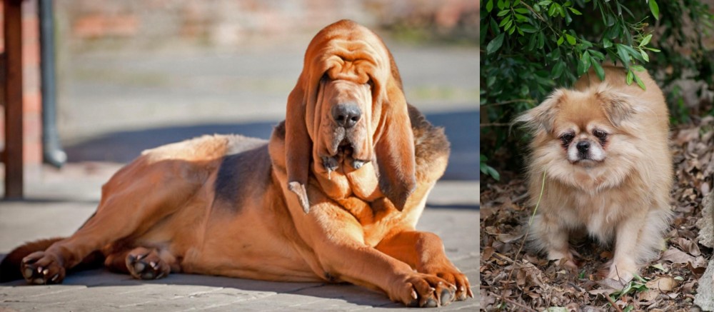 Tibetan Spaniel vs Bloodhound - Breed Comparison