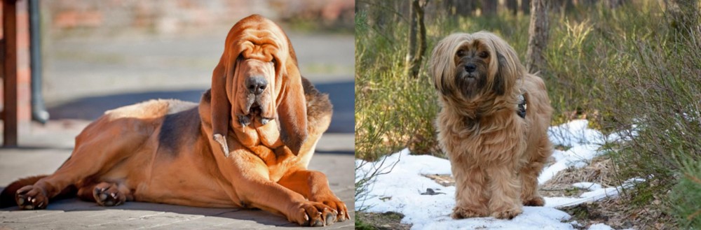 Tibetan Terrier vs Bloodhound - Breed Comparison