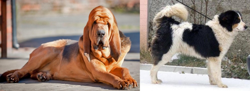 Tornjak vs Bloodhound - Breed Comparison